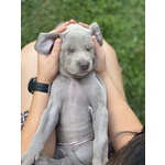 Cuccioli di Weimaraner - Foto n. 2