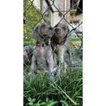 Cuccioli di Weimaraner - Foto n. 3