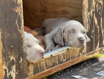 Cuccioli di Weimaraner - Foto n. 4