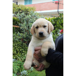 Cuccioli Labrador con Pedigree