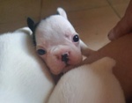 Cuccioli Bulldog Francese - Foto n. 2