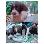 Vendesi Cuccioli Springer Spaniel Maschi e Femmine - Foto n. 2