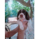 🐶 Springer Spaniel femmina di 2 anni in vendita a Prato (PO) e in tutta Italia da privato