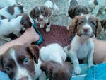 Vendesi Cuccioli Springer Spaniel Maschi e Femmine - Foto n. 3