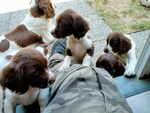 Vendesi Cuccioli Springer Spaniel Maschi e Femmine - Foto n. 4