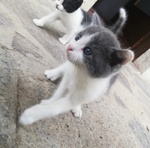 Gattini di 2 mesi Amorevoli e Vivaci - Foto n. 4