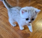 British Shorthair Cucciole Silver con Pedigree - Foto n. 2