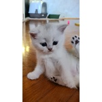 British Shorthair Cucciole Silver con Pedigree - Foto n. 1