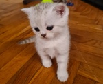 British Shorthair Cucciole Silver con Pedigree - Foto n. 3