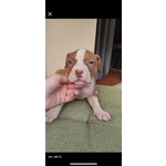 Cuccioli Padre Amstaff Madre American Bully