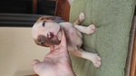 Cuccioli Padre Amstaff Madre American Bully - Foto n. 3