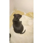 Cuccioli di Pinscher nani Appena Nati - Foto n. 2