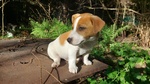 Jack Russell Cuccioli - Foto n. 7