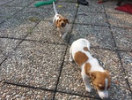 Jack Russell Cuccioli - Foto n. 9