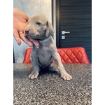 🐶 Weimaraner di 6 settimane (cucciolo) in vendita a Guidizzolo (MN) e in tutta Italia da privato