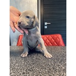 Cuccioli di Weimaraner