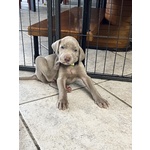 Cuccioli di Weimaraner - Foto n. 3