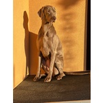 Cuccioli di Weimaraner - Foto n. 8