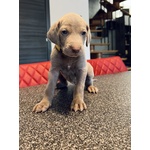 Cuccioli di Weimaraner - Foto n. 10