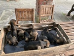 🐶 Bassotto di 6 settimane (cucciolo) in vendita a Figline Valdarno (FI) e in tutta Italia da privato