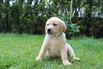 Cuccioli Labrador con Pedigree - Foto n. 3