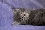 Cuccioli di Maine coon con Pedigree blu, blu con Bianco, blu Tabby - Foto n. 1