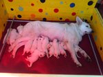 Straordinari Cuccioli di Pastore Svizzero Bianco - Foto n. 4