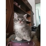 Cuccioli di Maine coon con Pedigree blu, blu con Bianco, blu Tabby - Foto n. 4