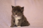 Cuccioli di Maine coon con Pedigree blu, blu con Bianco, blu Tabby - Foto n. 7