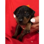 Vendo Zergpinscher nero Focato - Foto n. 2