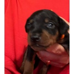 Vendo Zergpinscher nero Focato - Foto n. 3