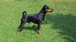 Vendo Zergpinscher nero Focato - Foto n. 7