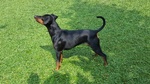 Vendo Zergpinscher nero Focato - Foto n. 8