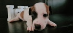 Cuccioli di jack Russel