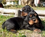 Cuccioli di Setter Gordon con Pedigree