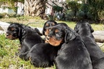 Cuccioli di Setter Gordon con Pedigree - Foto n. 7