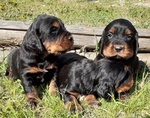 Cuccioli di Setter Gordon con Pedigree - Foto n. 8