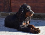 Cuccioli di Setter Gordon con Pedigree - Foto n. 10