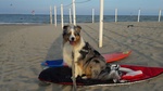 🐶 Australian Shepherd maschio in accoppiamento a Marano Vicentino (VI) da privato