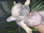 🐶 Bulldog Francese femmina di 1 anno in vendita a Caserta (CE) da privato