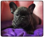 Bellissimi Cuccioli di Bouledogue Francese - Foto n. 2