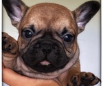 Bellissimi Cuccioli di Bouledogue Francese - Foto n. 3