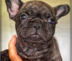 Bellissimi Cuccioli di Bouledogue Francese - Foto n. 4