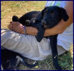 Padrino Algebrik Cucciolo 3 mesi e Mezzo Simil Spinoncino - Foto n. 4