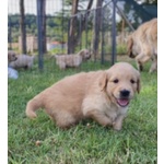 Cuccioli Golden Retriever