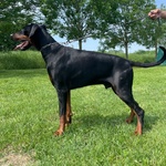 Dobermann Maschio Disponibile per Monta - Foto n. 1