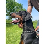 Dobermann Maschio Disponibile per Monta - Foto n. 2