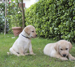 Cuccioli Labrador con Pedigree - Foto n. 5