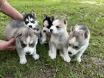 Cuccioli Husky Siberian