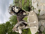 Cuccioli Husky Siberian - Foto n. 2